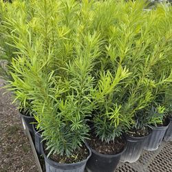 clusias podocarpus  Only  instant privacy  Hedge  for fences 