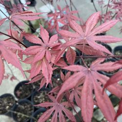 Red Japanese Maple Atropurpureum 3ft 1 Gallon Pot