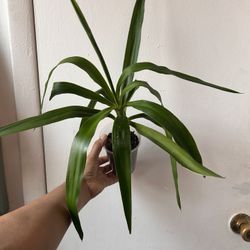 Yucca Read Descripción 