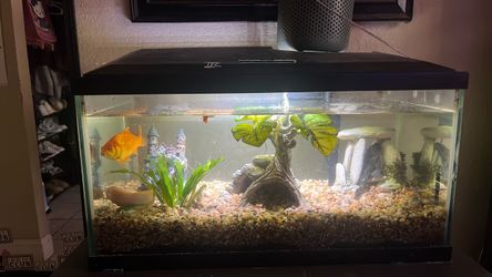 Fish Tank