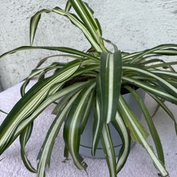 Spider Plant