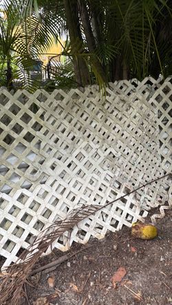 Lattice