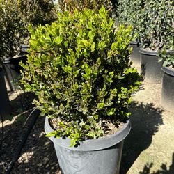 Boxwood Globe