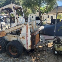 Bobcat