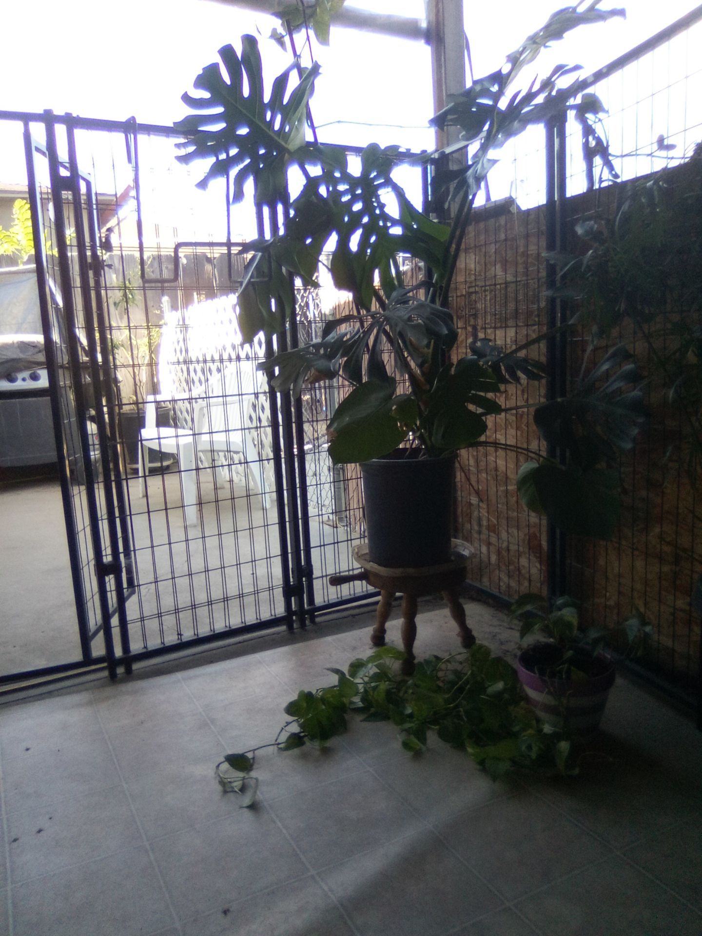 Monstera deliciosa