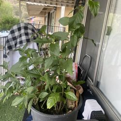 Nice Cuban Oregano Plant $35 In 4 Gallon Pot 