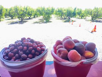 Organic U-Pick Yellow and Donut Peaches Rainer and Bing Cherries and Blackberries
