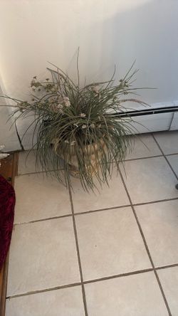 Vase With Plant 