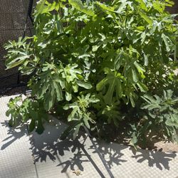 Free Fig Branches.