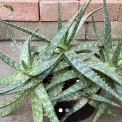 Aloe Vera Plant