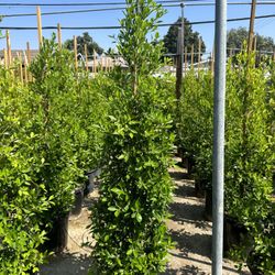Ficus Nitida Privacy Hedge