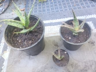 Succulents- Aloe Vera plants