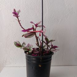 Tradescantia Zebrina Plant