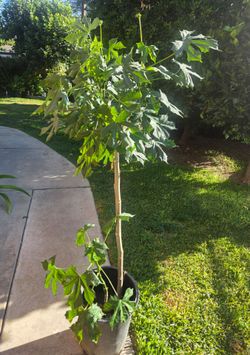 Chaya Plant Medesinal