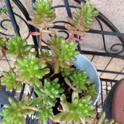 Jelly Bean Succulent 