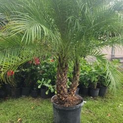Spectacular Robollinis Palms About 6 Feet Tall!!! Fertilized 