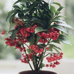 Christmas Berries Plants