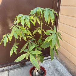 10” money tree 5ft tall