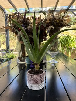Aloe Vera Plant 🪴