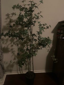 Olive tree Great condition