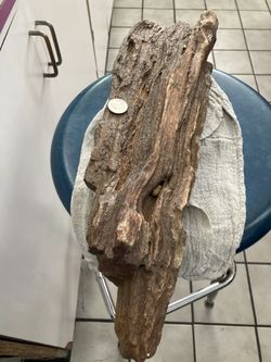 Petrified Wood 19-23 Million Years From Texas Miocene Epoch