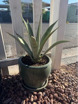 Outdoor plant 🪴