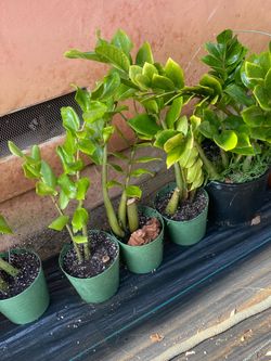 ZZ plants