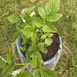 Raspberry Plants/ Quả Mâm Xôi