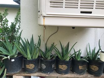 Aloe Vera