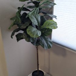 Fiddle Plant