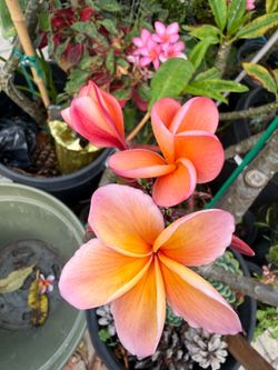Kimo plumeria cutting with small roots last photo is the mother plant