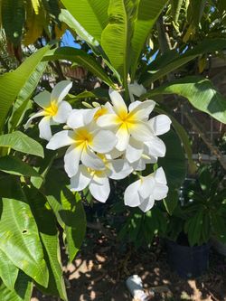 Hawaiana plumeria Blanca /amarilla grande