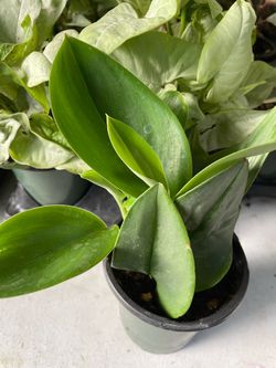 Philodendron