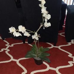 Faux Orchid Plant