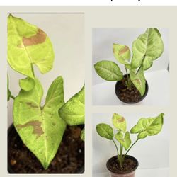 Three Kind Of Syngoniums