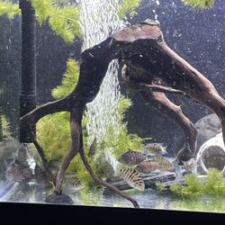 Fish Tank 