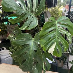 Monstera Albo