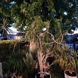 Tall mature/adult dracaena/dragon plant in large white ceramic pot w/saucer $350 Or Best Offer 