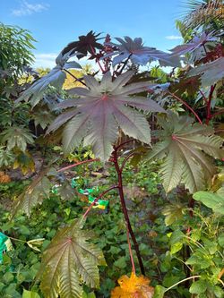 Castor Bean Plant – Ricinus communis