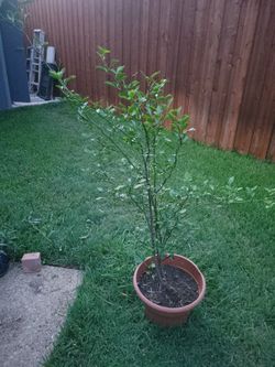 tengo Esta Planta de Naranja