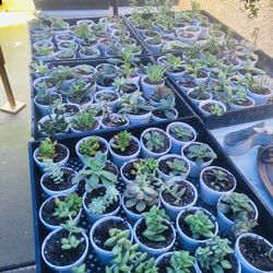 SUCCULENTS SUCCULENTS SUCCULENTS   $1…$1…$1..$1…$1…