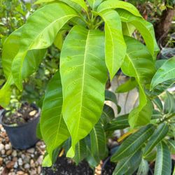 Karen Michelle mango 