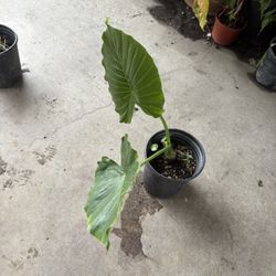 Elephant’s Ear Plant 