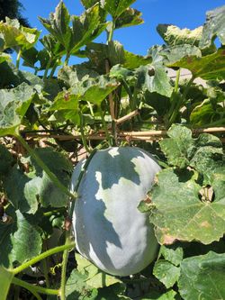 Winter  Melon