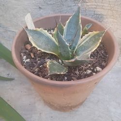 Agave Parrasana Variegated