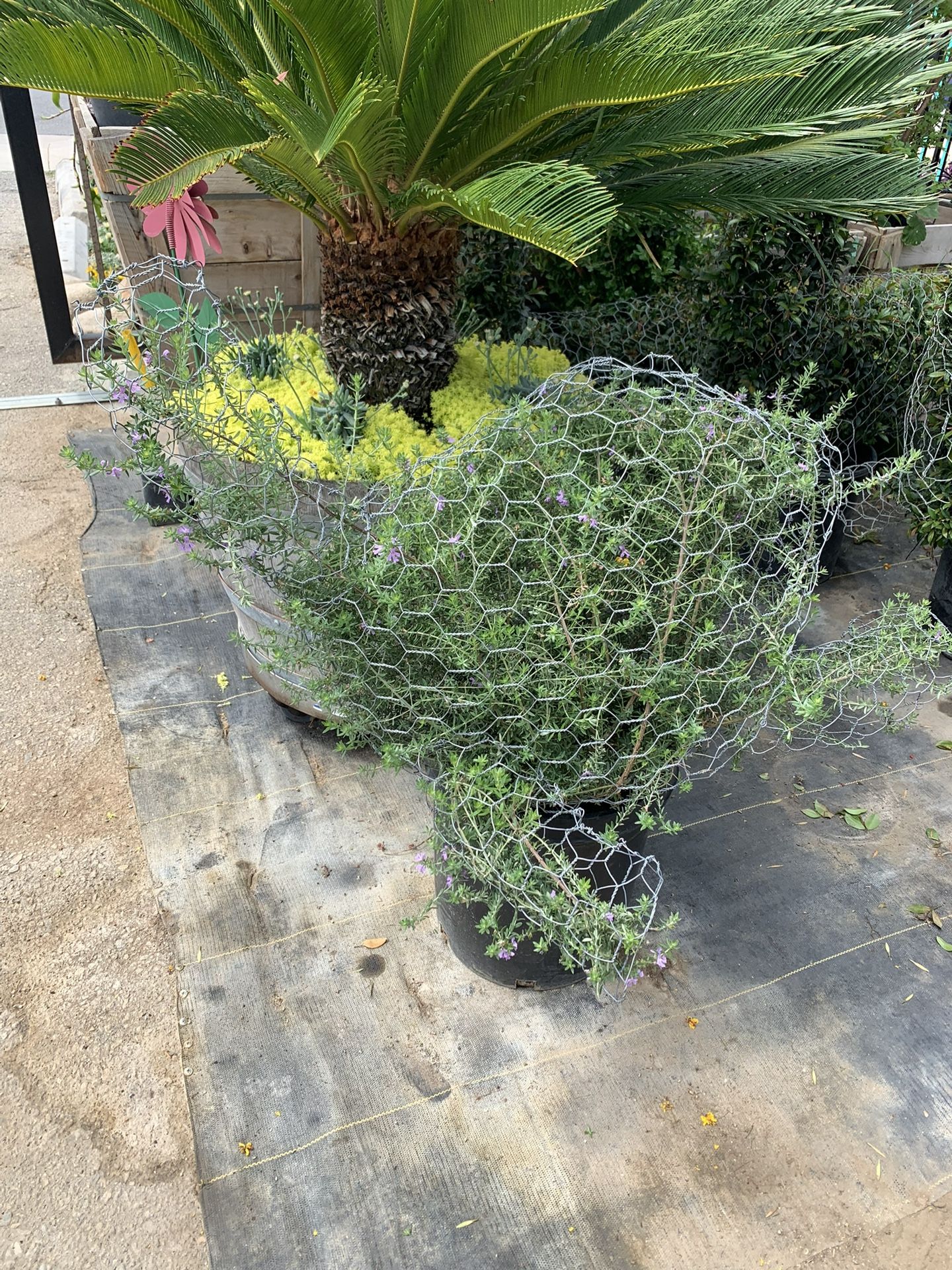 Turtle Topiary Bonsai