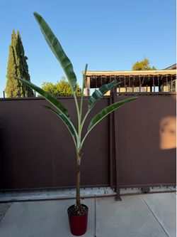 Huge variegated banana tree 7 feet tall