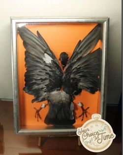 Taxidermy rock pigeon