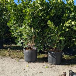 Huge Clusias And Arecas Over 8 Feet Tall Instant Privacy Hedges For Fence 