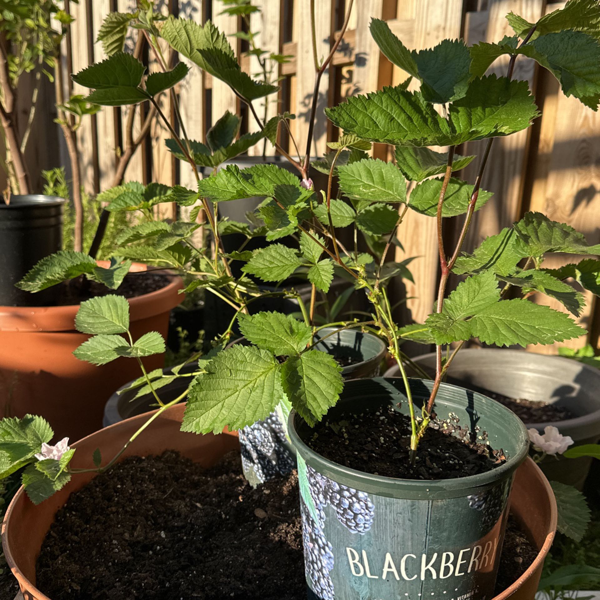 Blackberry Plants 